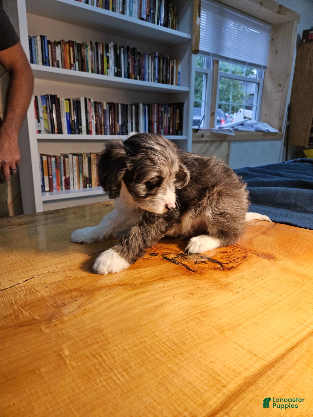 Mixed Breed dogs for sale: Harry - Ad 6