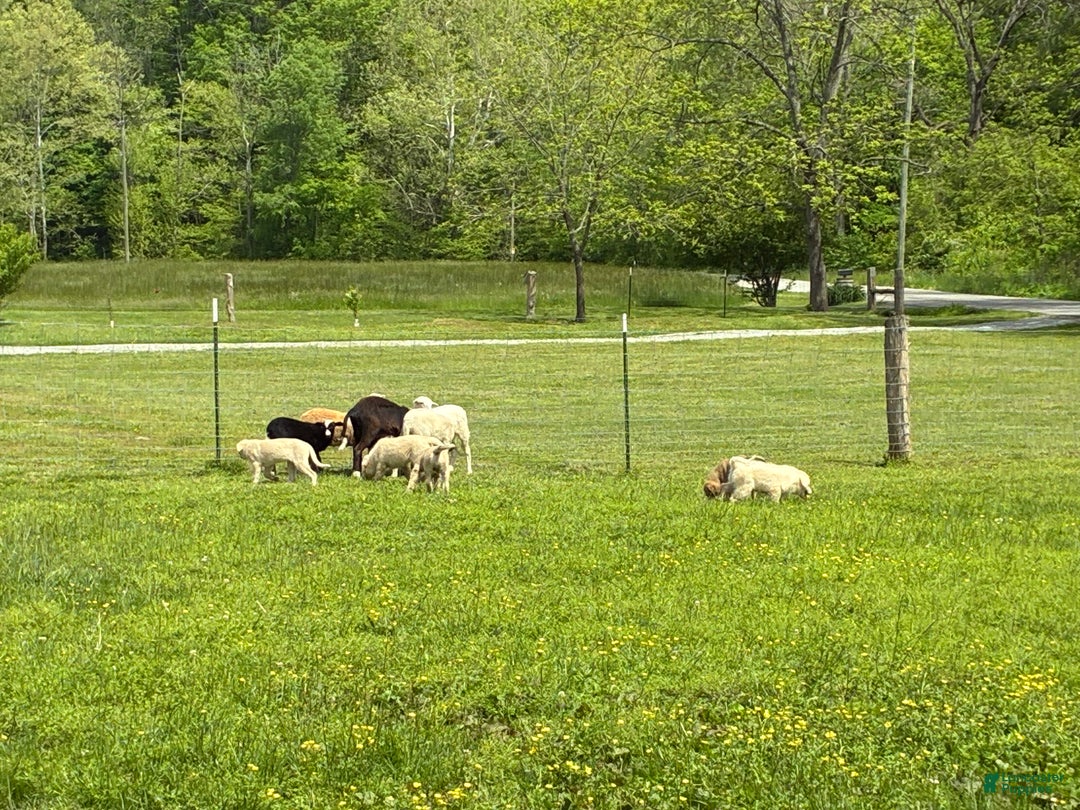 Mixed Breed dogs for sale: Mixed Breed Puppy 5 - Ad 8