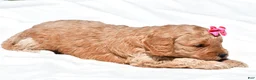 Mini Goldendoodle dogs for sale: Natalie - Ad 7