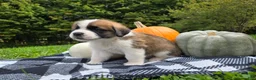 Saint Bernard dogs for sale: Buckeye - Ad 4