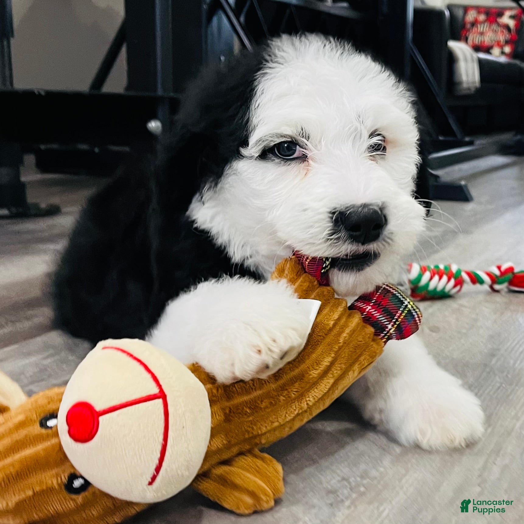 Sheepadoodle dogs Sheepadoodle Puppy 6 - Ad 12