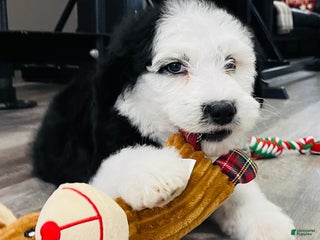 Sheepadoodle dogs Sheepadoodle Puppy 6 - Ad 12