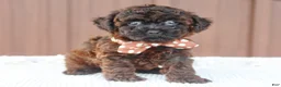 Toy Poodle dogs for sale: Rusty - Ad 4