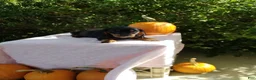 Miniature Dachshund dogs for sale: Molly - Ad 3