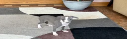 Italian Greyhound dogs for sale: Italian Greyhound 3 blue girl  - Ad 12