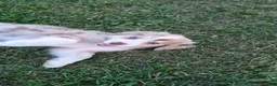 Australian Shepherd dogs for sale: Gretchen, A.S. 6 - Ad 3