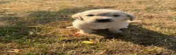 Goldador dogs for sale: Goldador 7 - Ad 1