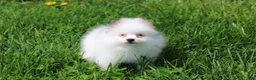 Pomeranian dogs for sale: Cora - Ad 7