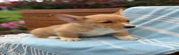 Welsh Corgi Pembroke dogs for sale: Jasper - Ad 14
