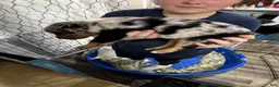 Mixed Breed dogs for sale: Mixed Breed 4 - Ad 10