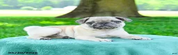 Pug dogs for sale: Sebastian - Ad 2
