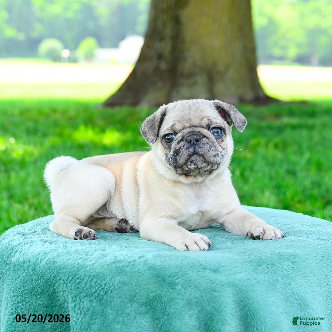 Pug dogs for sale: Sebastian - Ad 2