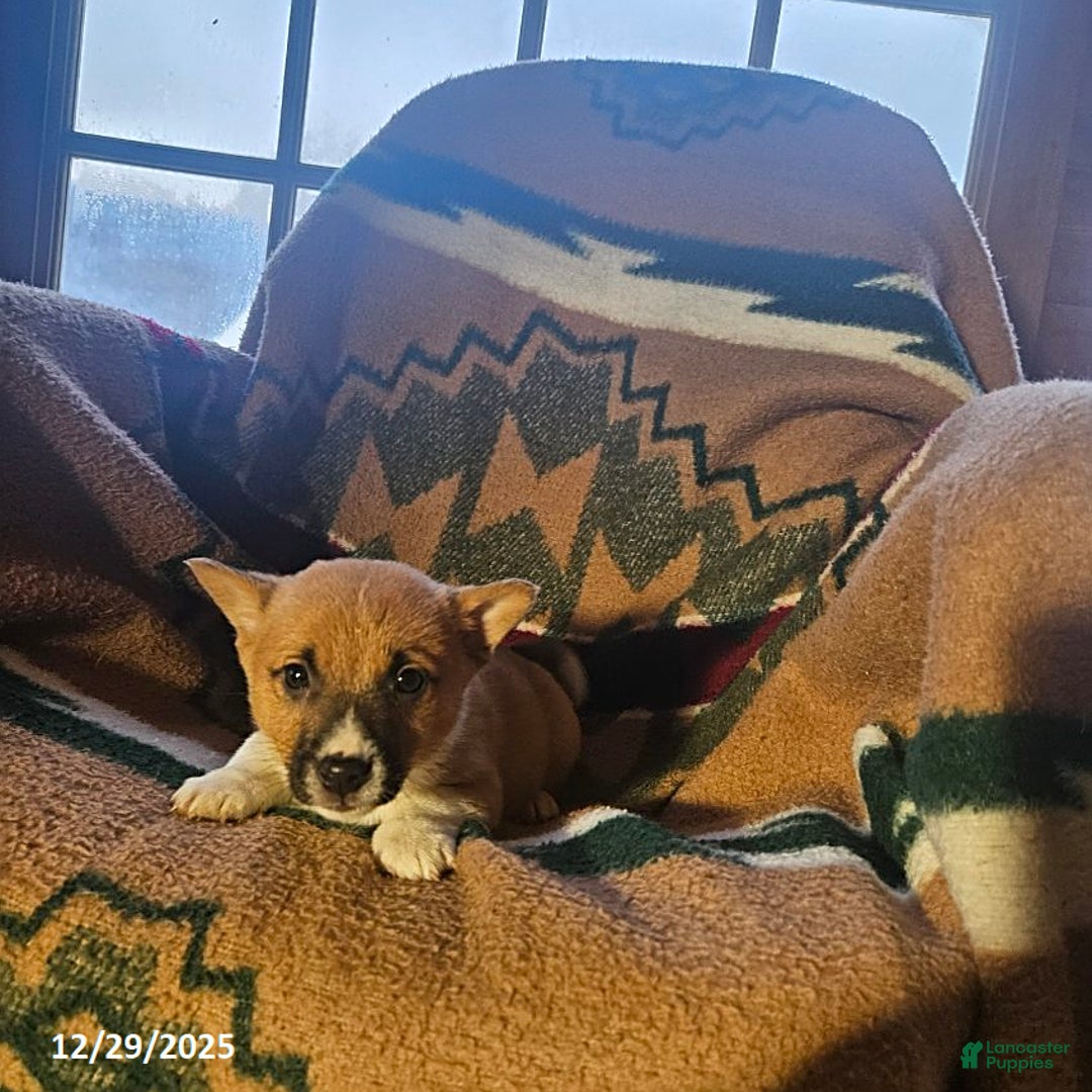 Mixed Breed dogs for sale: Scott - Ad 1