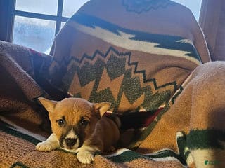 Mixed Breed dogs Scott - Ad 25