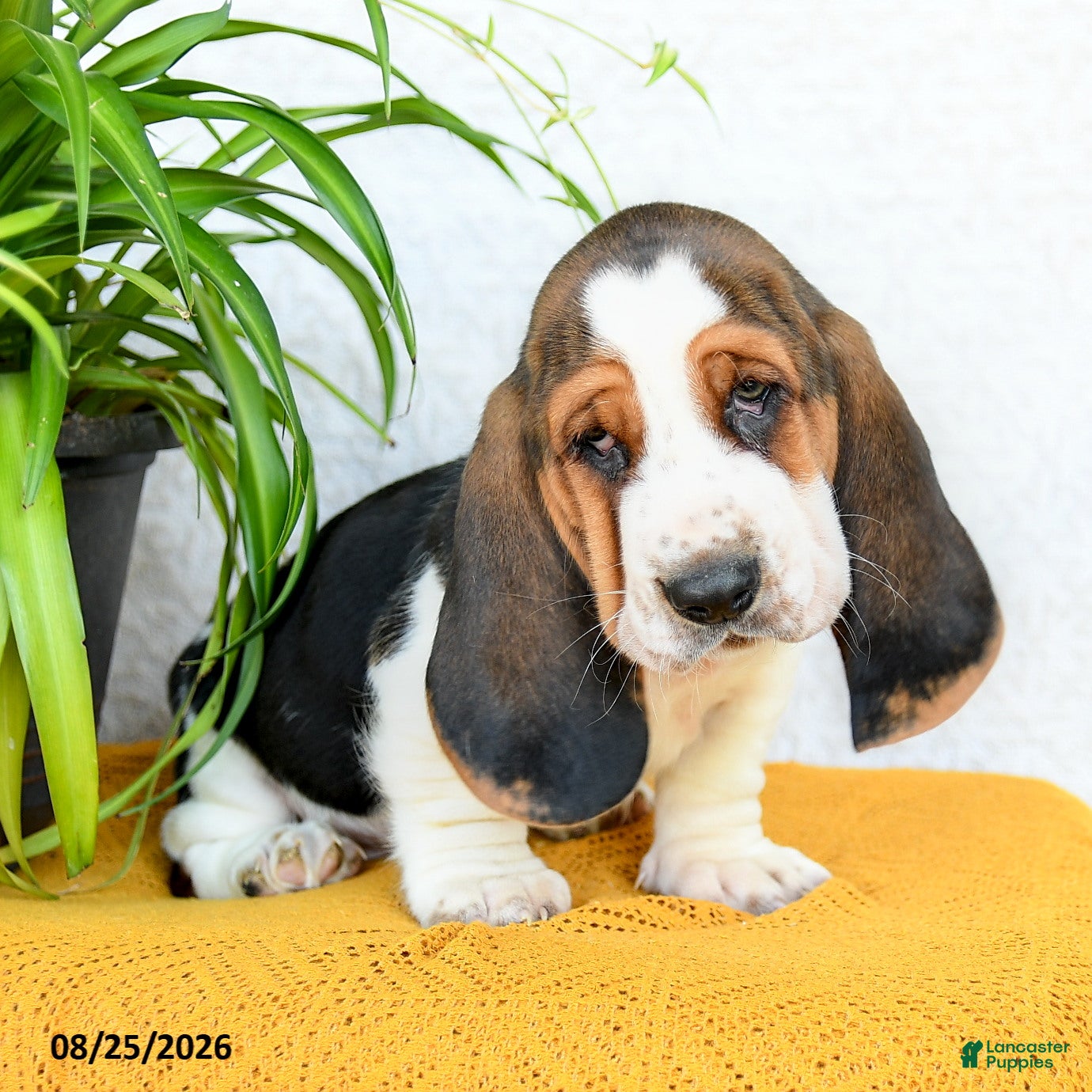 Basset Hound dogs Deacon - Ad 2