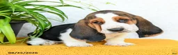 Basset Hound dogs for sale: Deacon - Ad 2