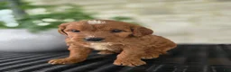 Mini Goldendoodle dogs for sale: Mini Goldendoodle Puppy 4 - Ad 8