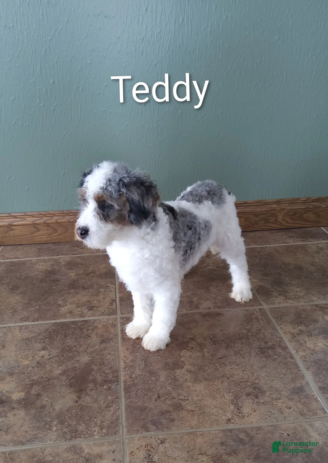 Mini Bernedoodle dogs for sale: Mini Bernedoodle Puppy 3 - Ad 1