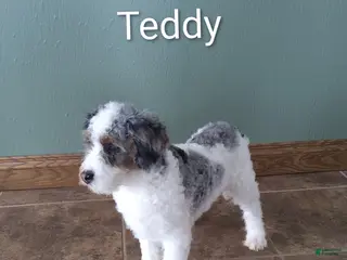 Mini Bernedoodle dogs Mini Bernedoodle Puppy 3 - Ad 35