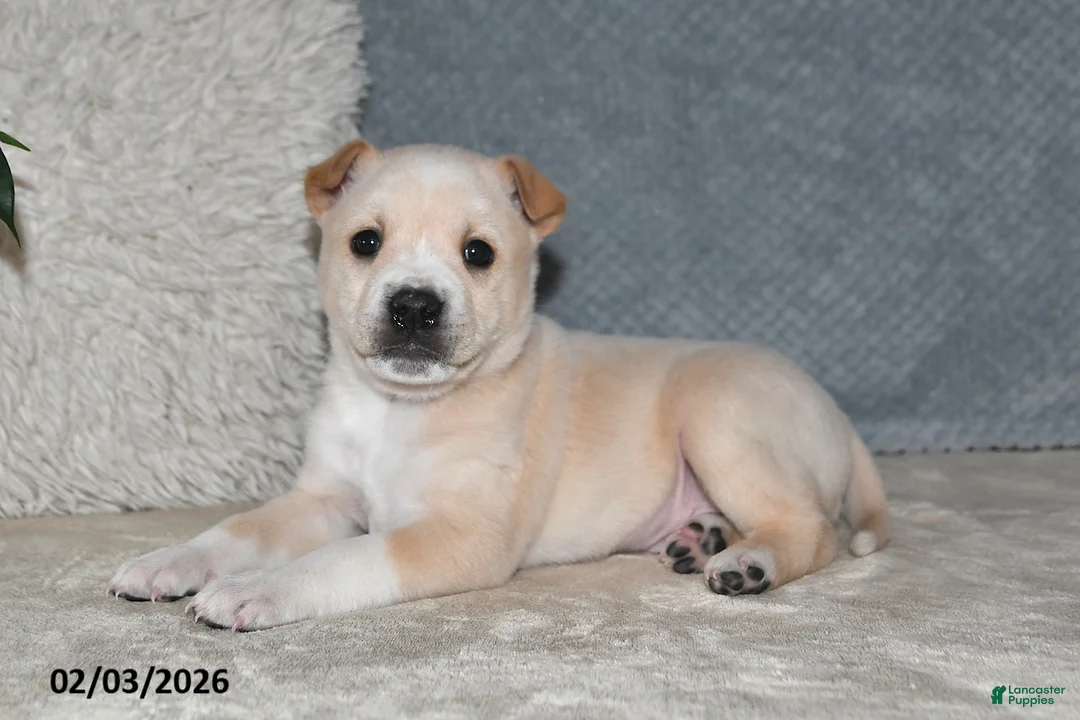 Mixed Breed dogs for sale: Bowser - Ad 4