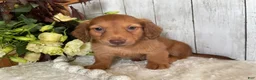 Miniature Dachshund dogs for sale: Lynn - Ad 7