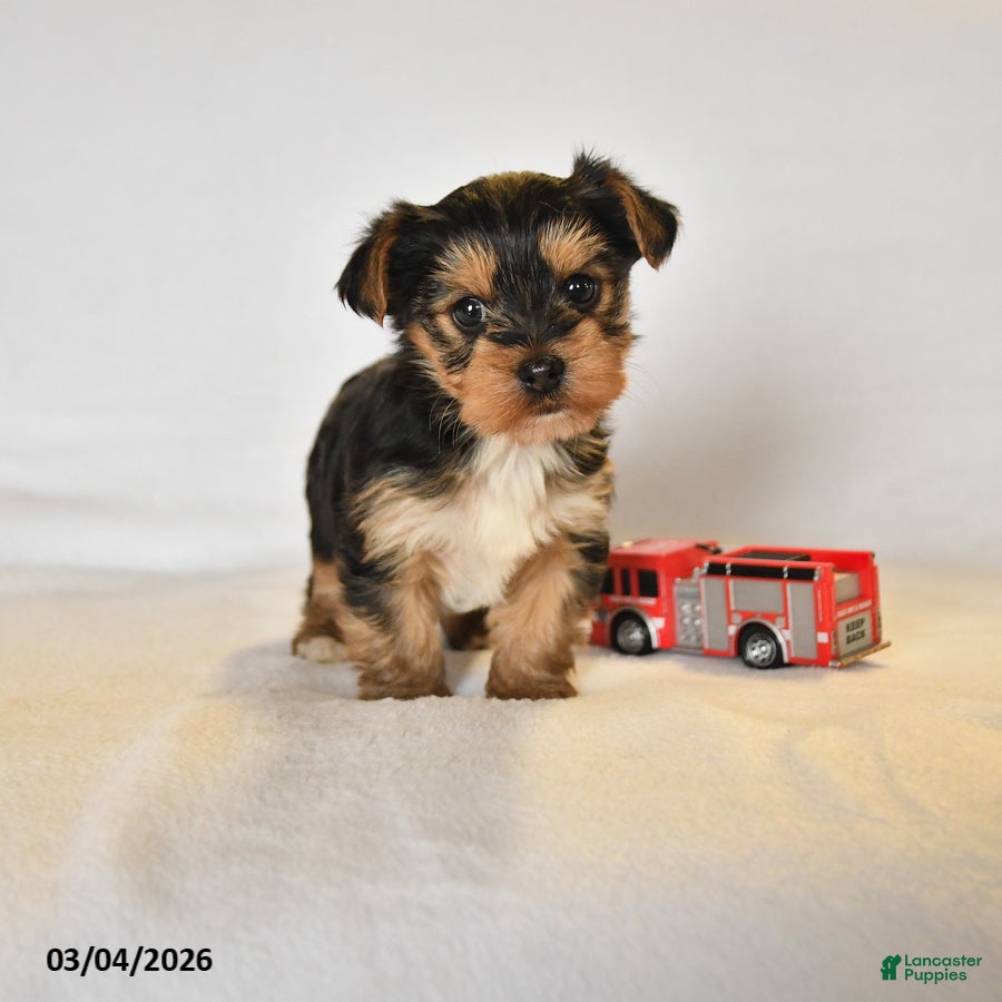 Yorkshire Terrier dogs Rylee - Ad 1