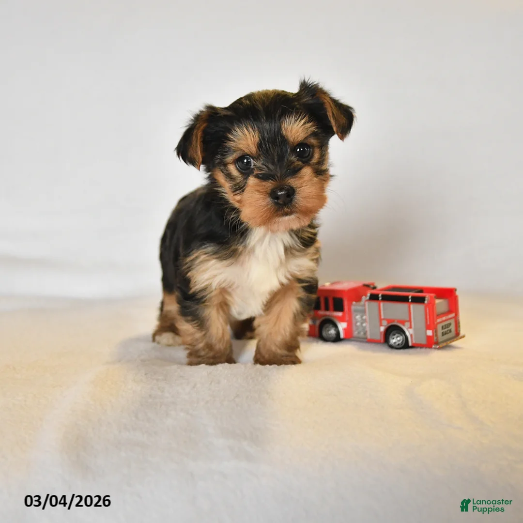 Yorkshire Terrier dogs for sale: Rylee - Ad 1