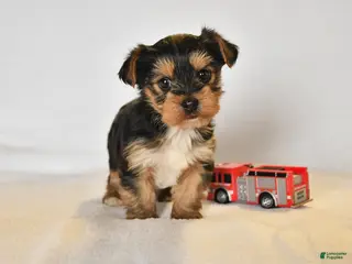 Yorkshire Terrier dogs for sale: Rylee - Ad 1
