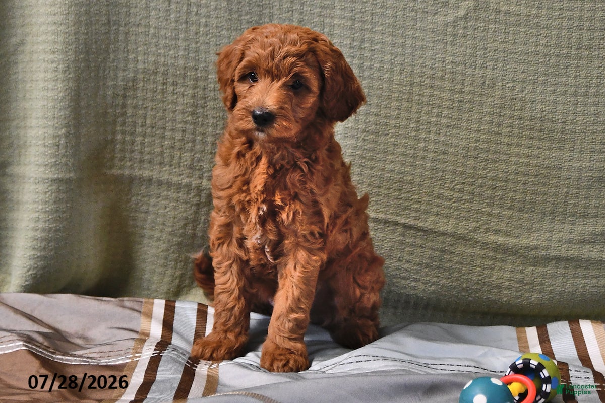 Goldendoodle dogs Daisy - Ad 2