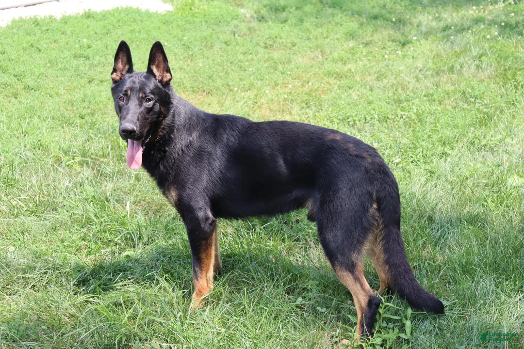 German Shepherd dogs for sale: Storm - Ad 12