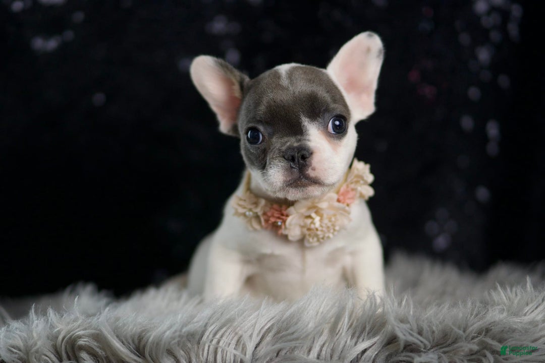 French Bulldog dogs for sale: Vivian - Ad 3