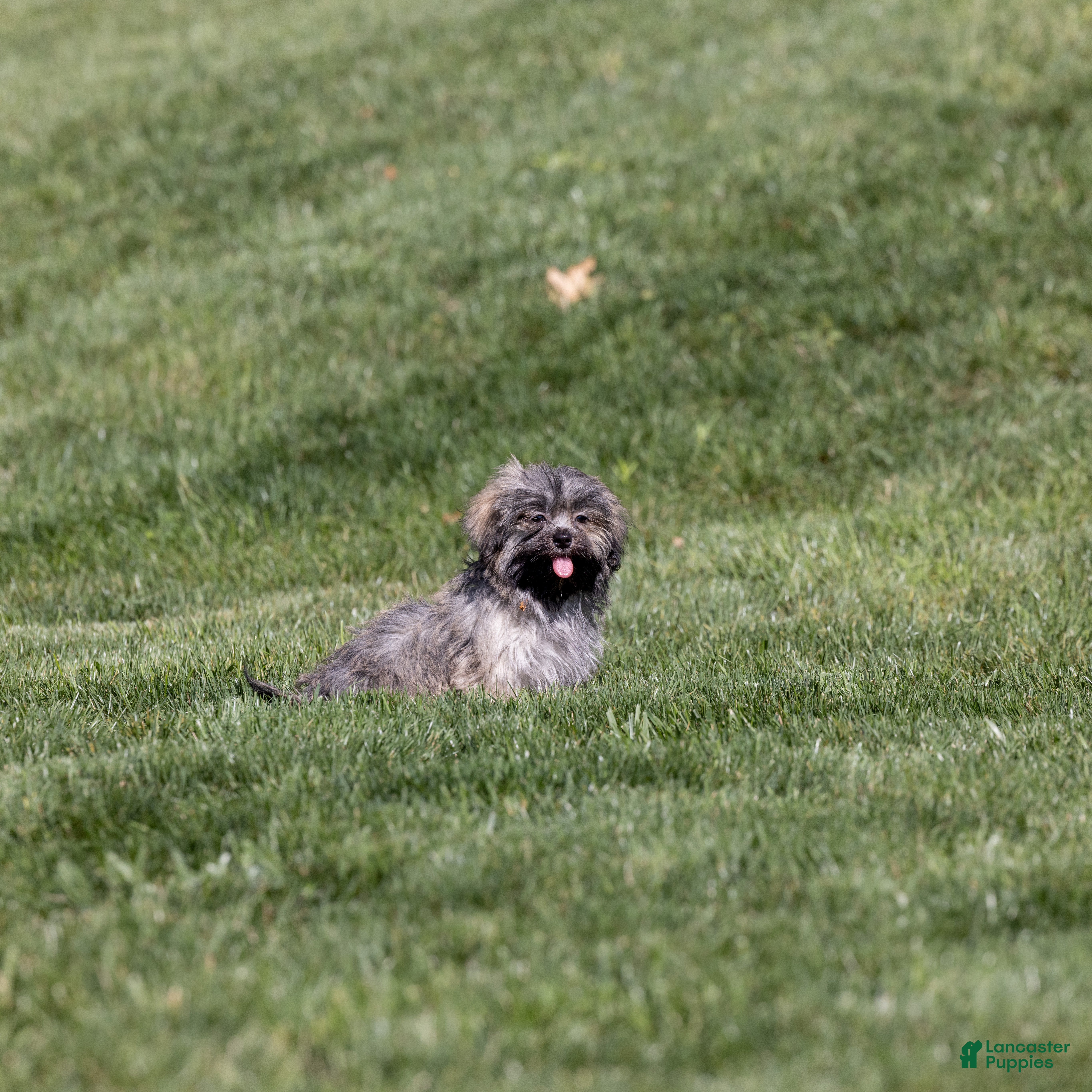 Liberty, Shichon
