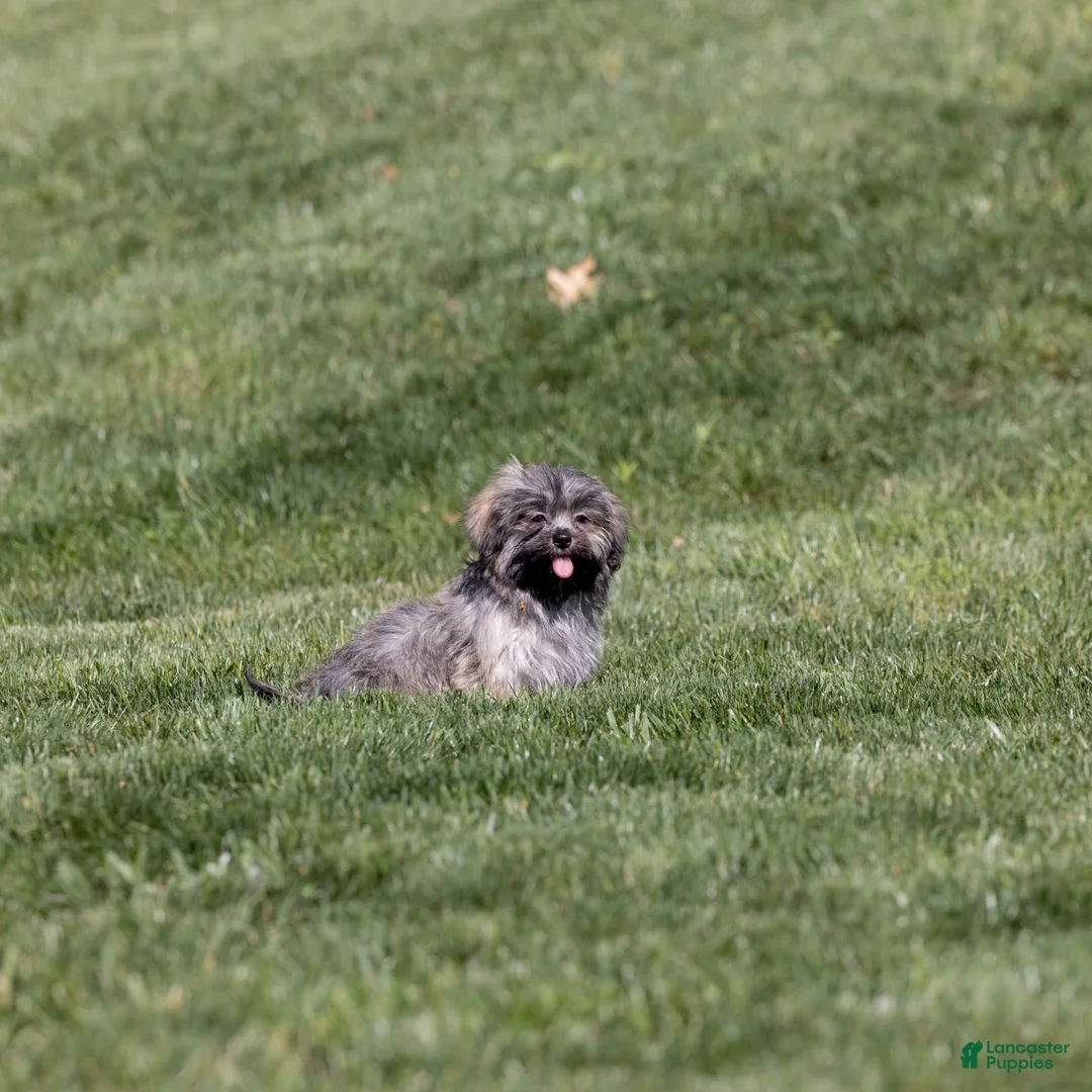 Teddy Bear dogs for sale: Liberty - Ad 1