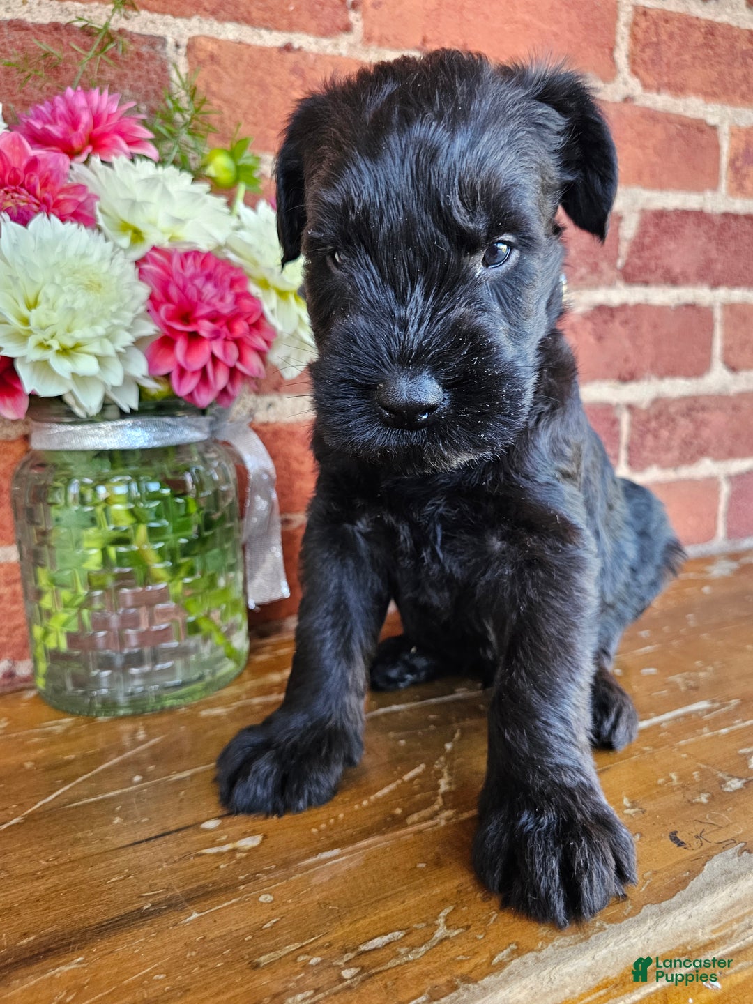 Giant Schnauzer Puppies for sale Lancaster Puppies