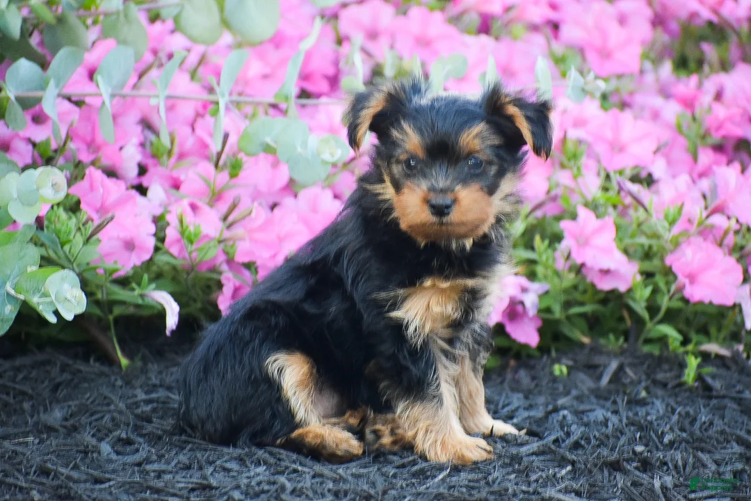 Yorkshire Terrier dogs for sale: Chester - Ad 1