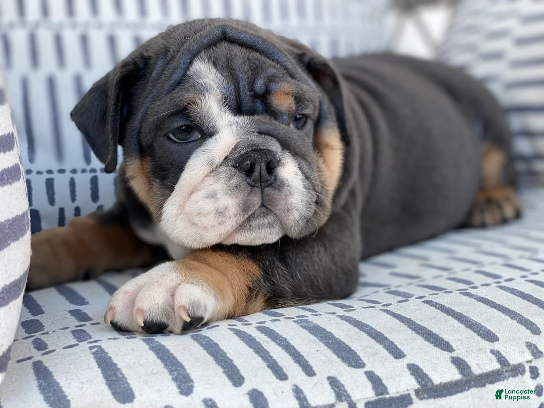 English Bulldog dogs for sale: Hugs - Ad 2