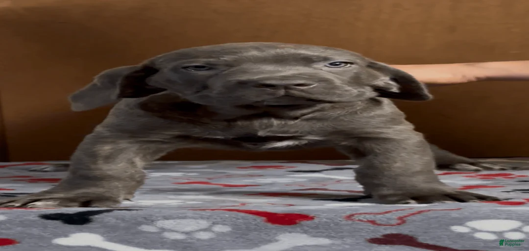 Gallery Image {{count}}