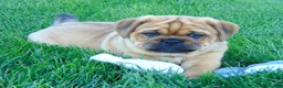 Mixed Breed dogs for sale: Ike - Ad 5