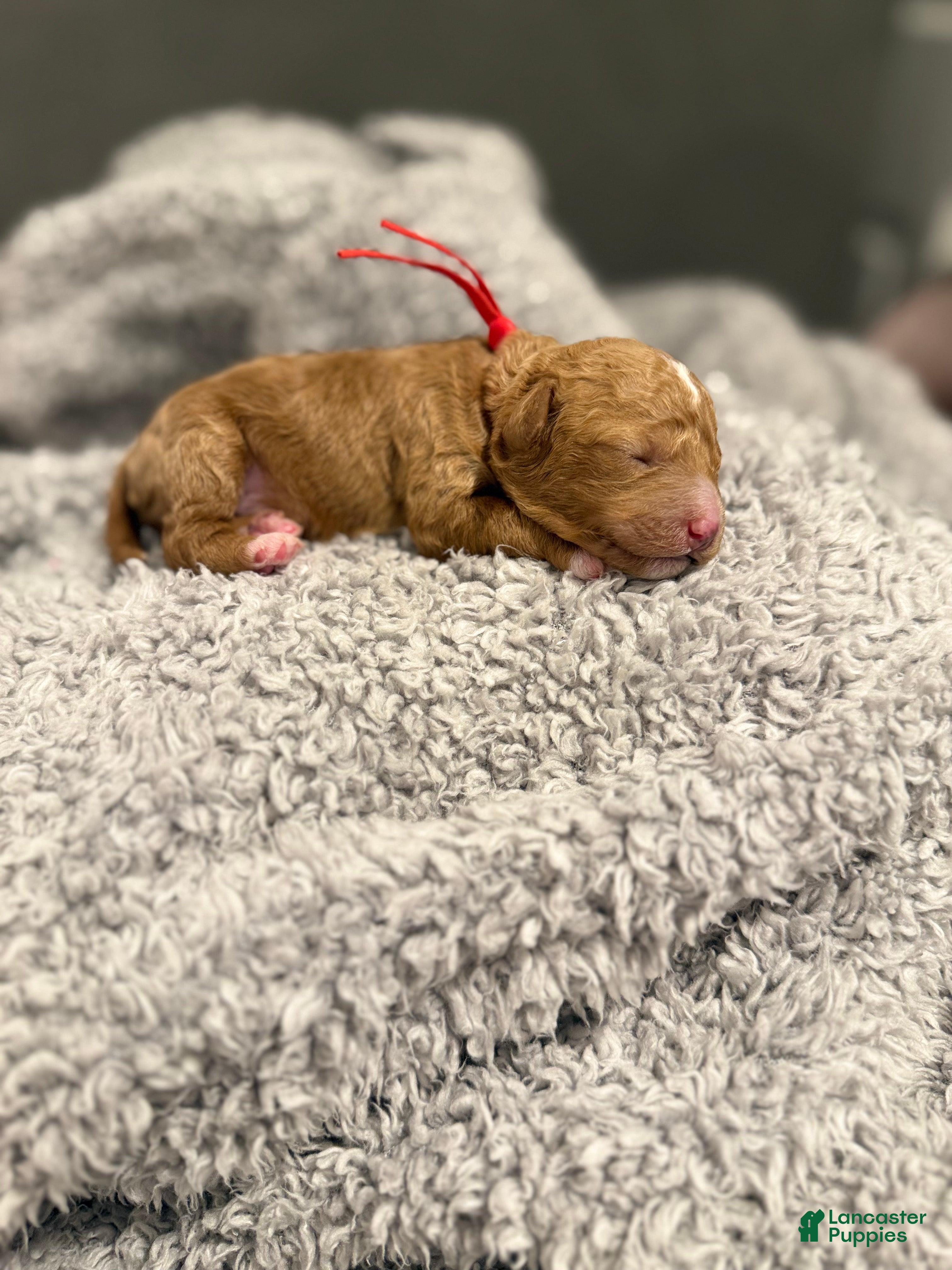 Miniature Poodle dogs River - Ad 26