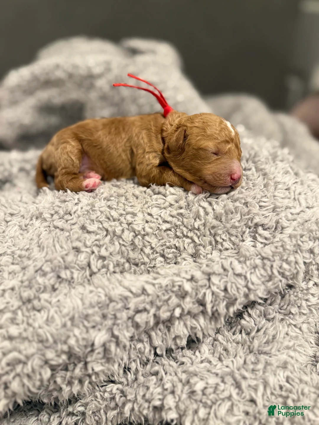 Miniature Poodle dogs for sale: River - Ad 1