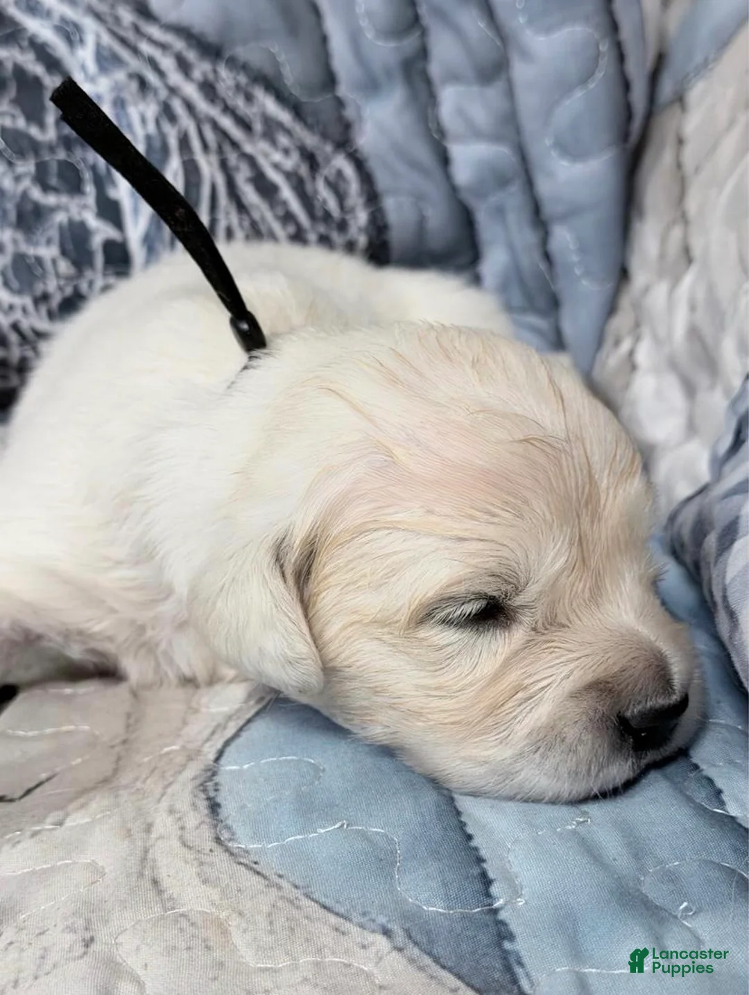 Golden Retriever dogs for sale: Black boy - Ad 2