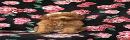 Mini Goldendoodle dogs for sale: Stefani 10 lbs full grown - Ad 5