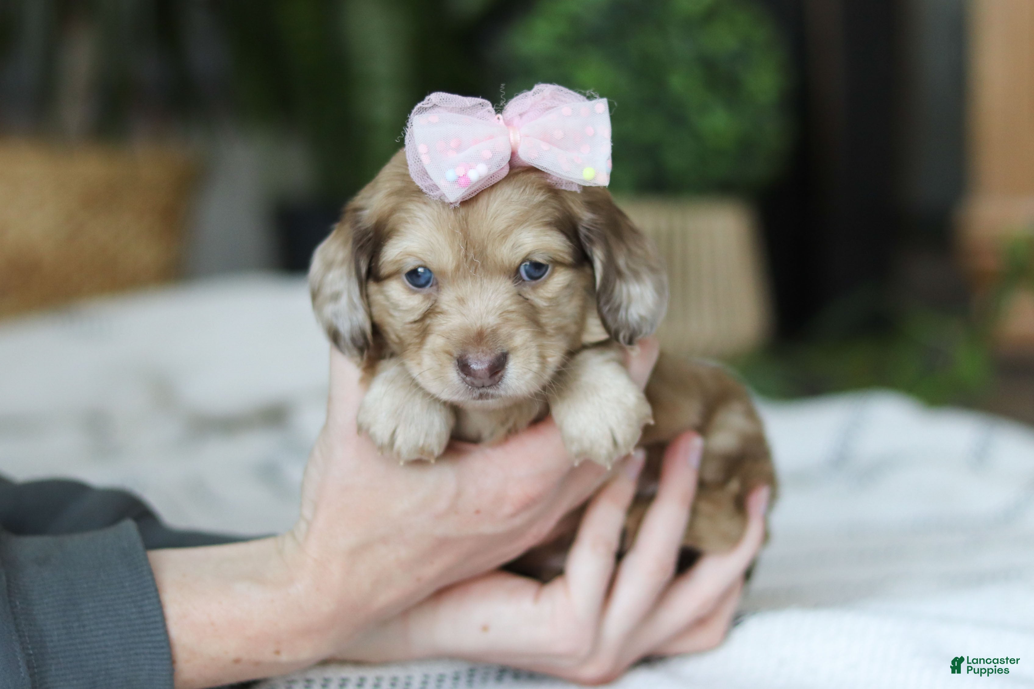Miniature Dachshund dogs Schnitzel - Ad 30
