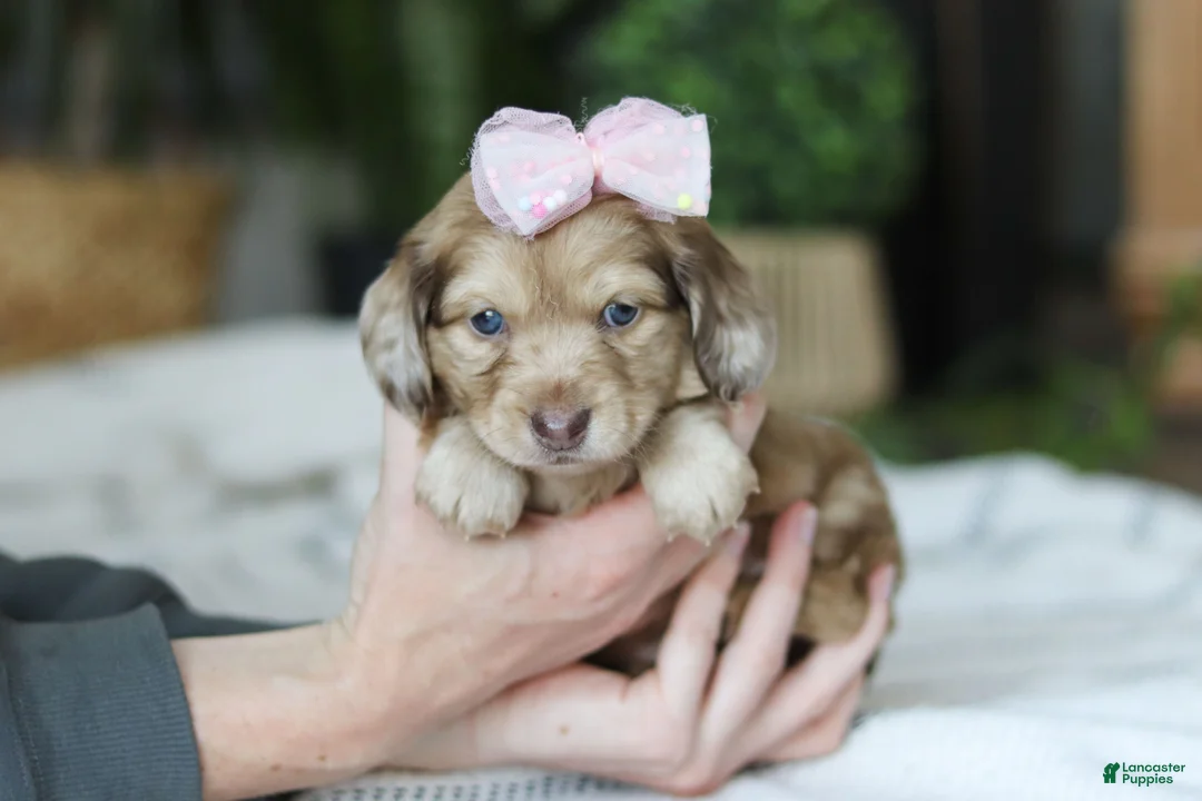Miniature Dachshund dogs for sale: Schnitzel - Ad 1