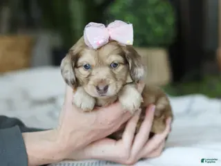 Miniature Dachshund dogs Schnitzel - Ad 30