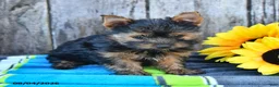 Yorkshire Terrier dogs for sale: Jace - Ad 4