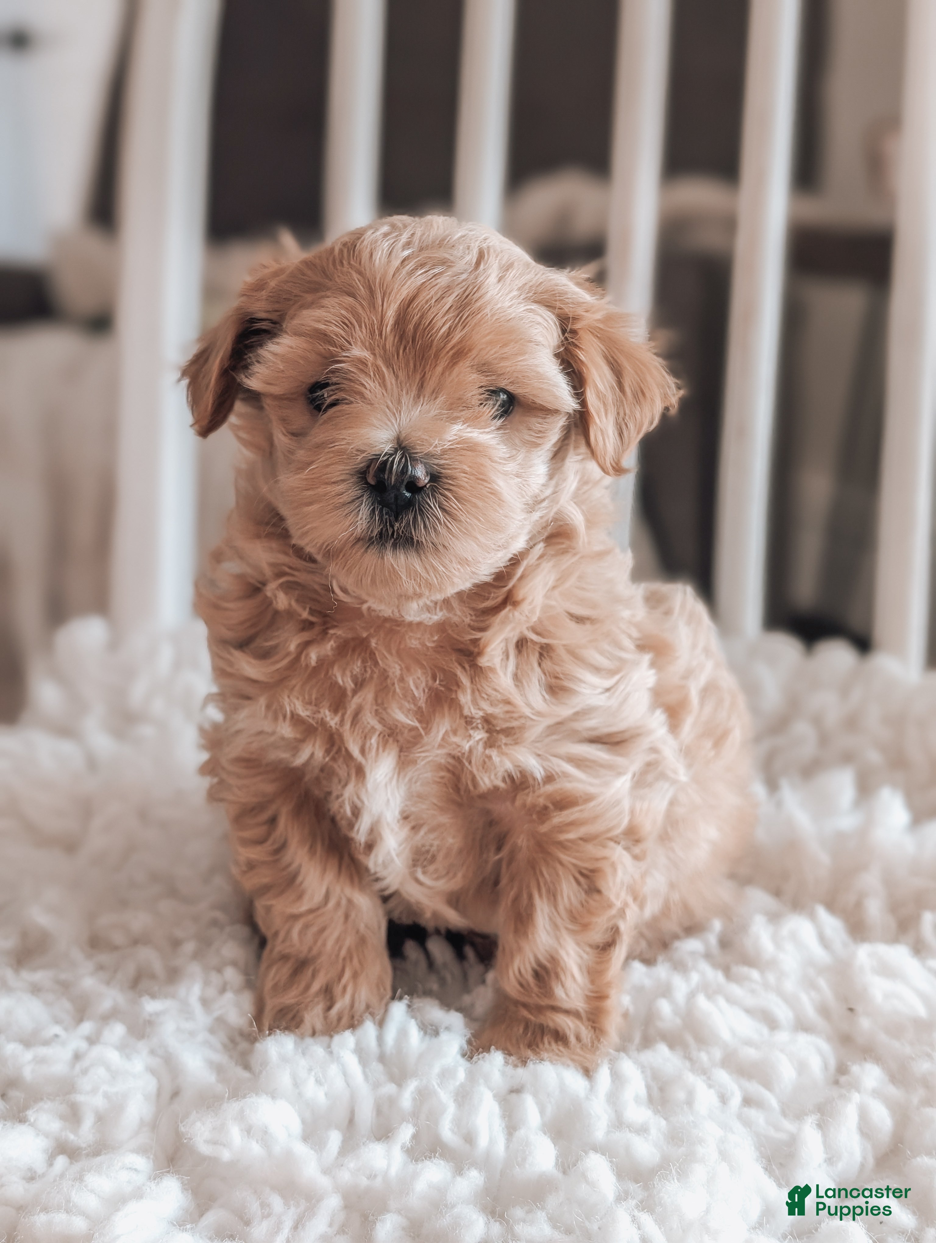 Maltipoo dogs Jack - Ad 2