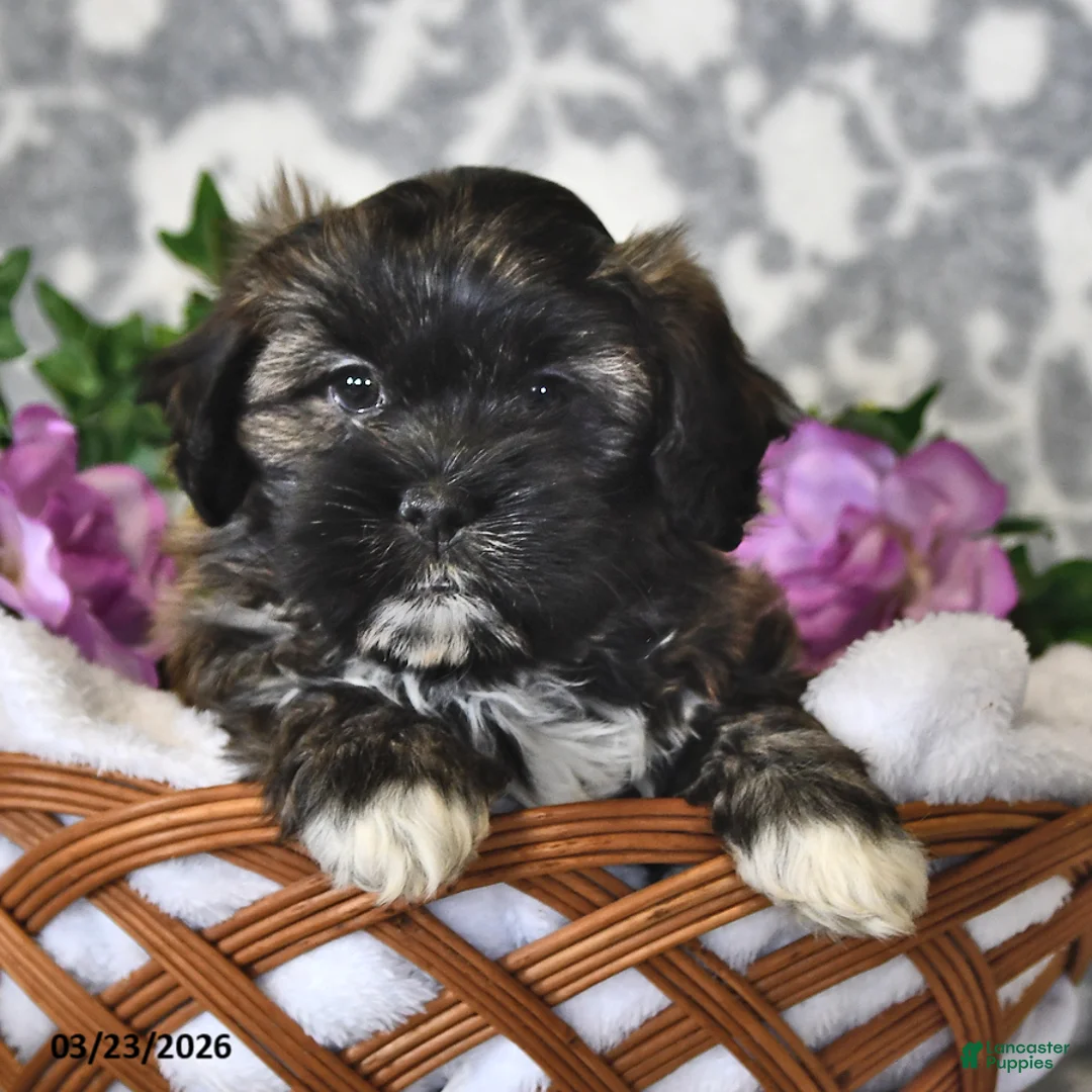 Teddy Bear dogs for sale: Barney - Ad 1