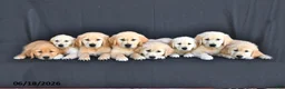 Golden Retriever dogs for sale: Jem  - Ad 5