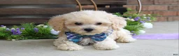 Maltipoo dogs for sale: Elliot - Ad 14
